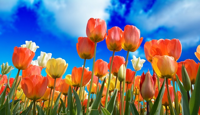 郁金香 花朵 花园 - 上的免费照片