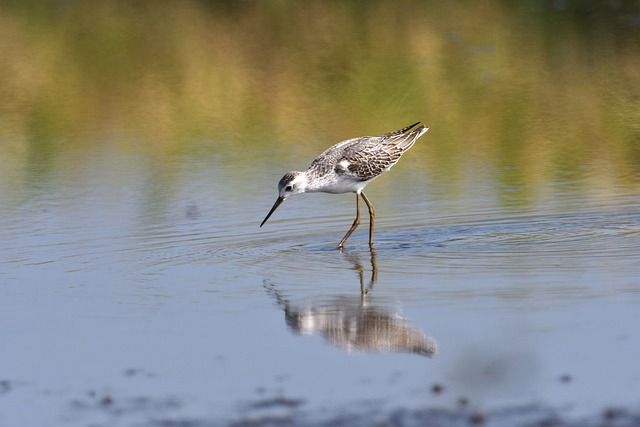 鸟 野生动物 沼泽 - 上的免费照片