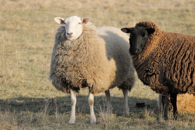 羊 农场动物 两只绵羊 - 上的免费照片