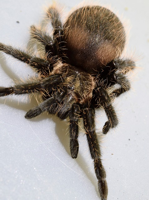 卷毛的狼蛛 蜘蛛 宏 - 上的免费照片