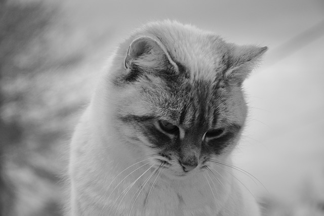 猫 猫头下 黑白照片 - 上的免费照片