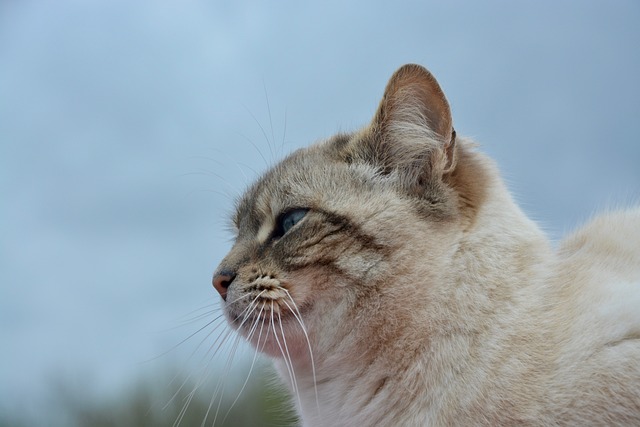 猫 肖像的档案 配置文件的猫 - 上的免费照片