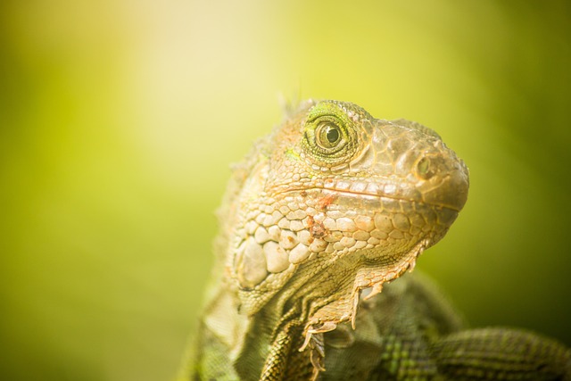 蜥蜴 Reptilia 自然 - 上的免费照片
