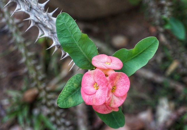 海棠 荆棘的冠冕 植物 - 上的免费照片