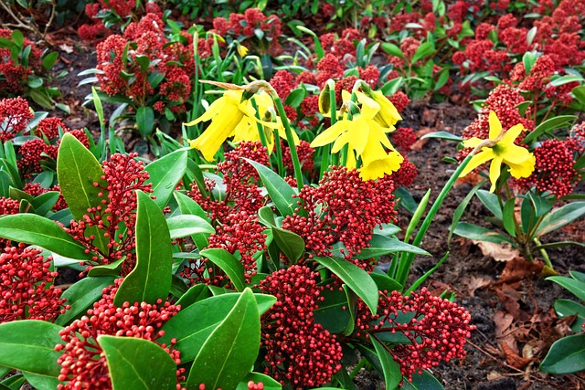 Skimia杰庞嘉风疹 日本Skimmia 灌木 - 上的免费照片