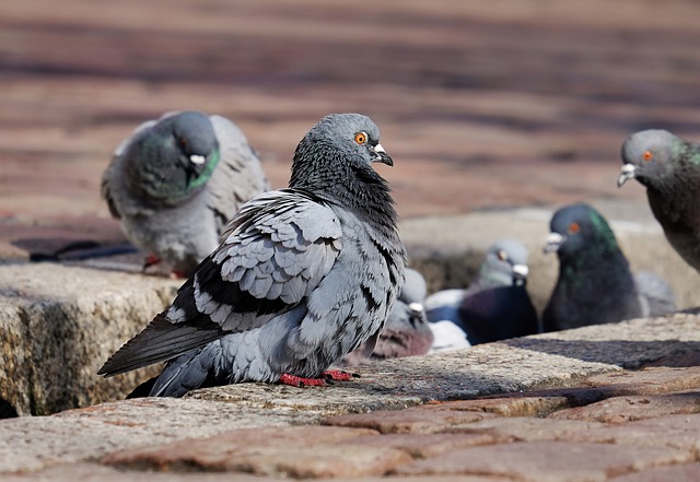鸽子 鸟类 坐 - 上的免费照片