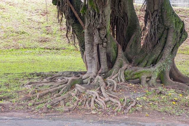 树 自然 木材 - 上的免费照片