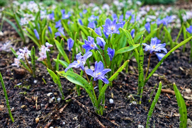 Chionodoxa Forbesii 荣耀的雪 花 - 上的免费照片