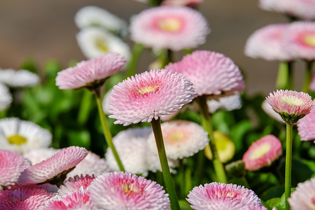 雏菊 双花 花 - 上的免费照片