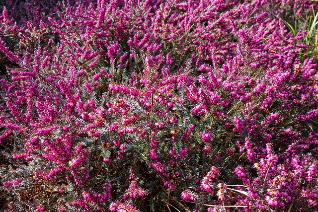 埃丽卡 花 植物 - 上的免费照片