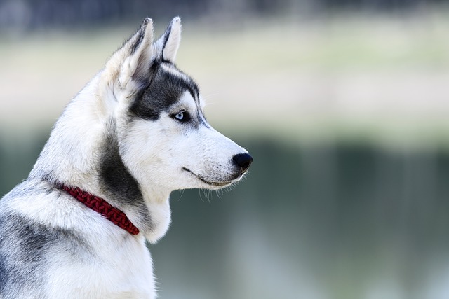 狗 犬科 可爱 - 上的免费照片