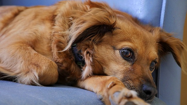 狗 可爱的 犬类 - 上的免费照片