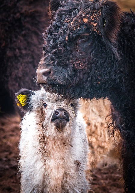 Galloway牛 冬季大衣 哺乳动物 - 上的免费照片