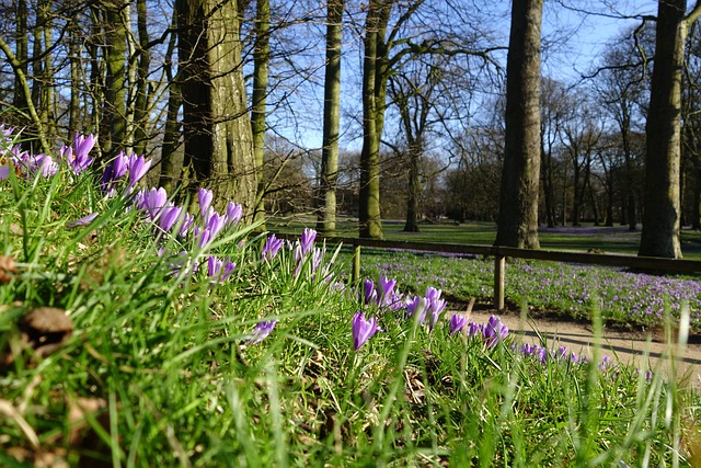 番红花 Husum 藏红花节胡苏姆 - 上的免费照片