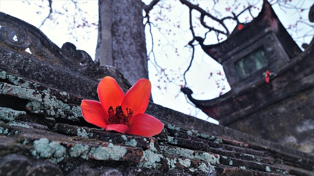 红色的 花 树 - 上的免费照片