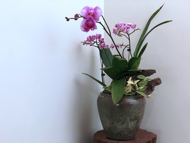 花 植物 花瓶 - 上的免费照片