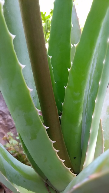 仙人掌 肉质植物 荆棘 - 上的免费照片