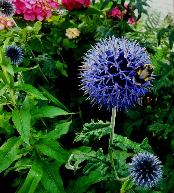 Echinops 叶球状蓟 植物 - 上的免费照片