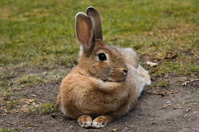 哺乳动物 兔 美丽的 - 上的免费照片