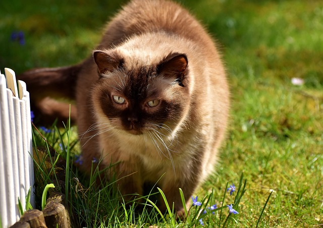 英国短毛猫 猫 可爱的 - 上的免费照片