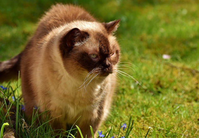 英国短毛猫 猫 可爱的 - 上的免费照片