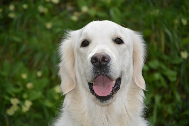 狗 婊子莫利金毛猎犬 狗的援助 - 上的免费照片