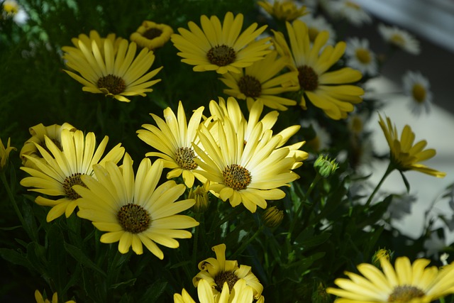 花 植物Osteospermum 颜色的黄色的性质 - 上的免费照片