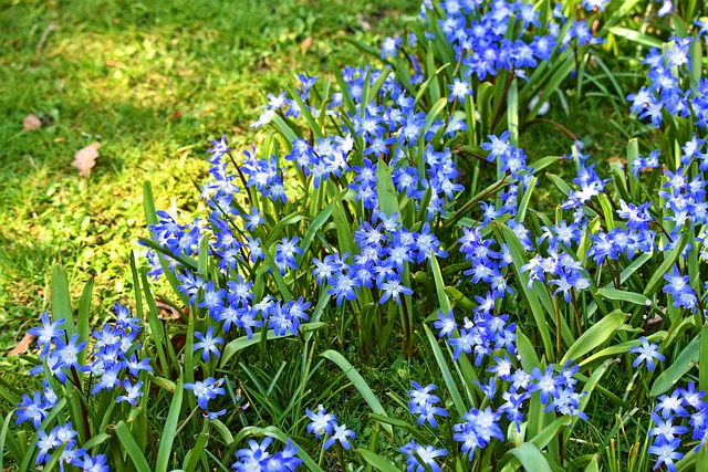 雪的荣耀 Chionodoxa 花 - 上的免费照片