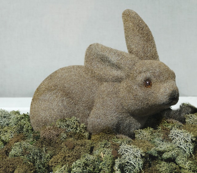 兔子 数字 苔藓 - 上的免费照片