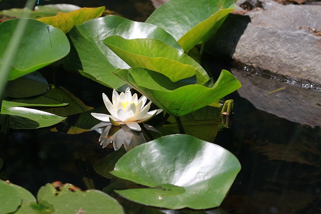 花 植物 百合 - 上的免费照片