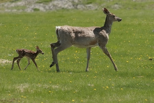 哺乳动物 白尾鹿 动物 - 上的免费照片