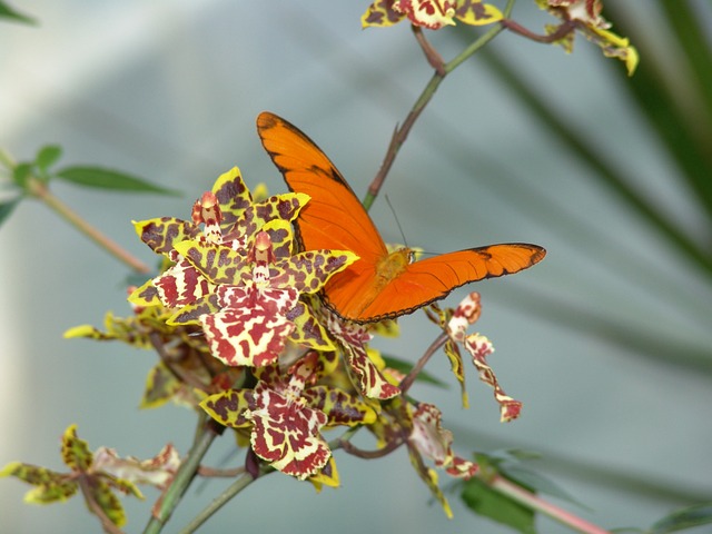 自然 昆虫 花 - 上的免费照片
