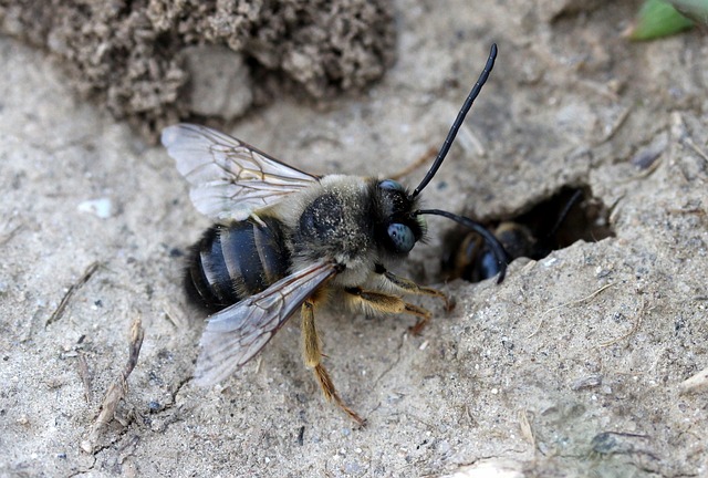 蜜蜂 荒野 蚁 - 上的免费照片