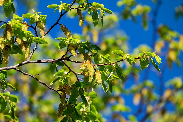 角树 树 桦木 - 上的免费照片