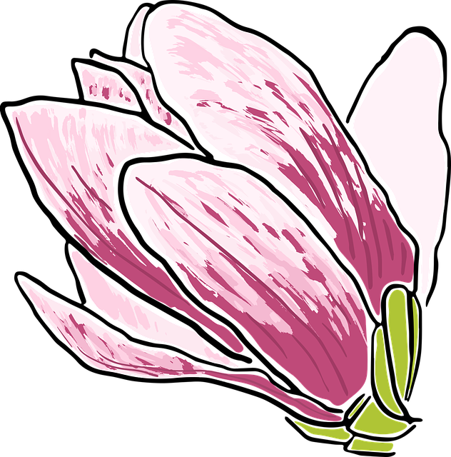 玉兰 花卉 树木 - 免费矢量图形