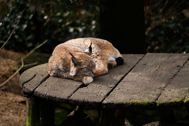 自然 野生动物 猞猁 - 上的免费照片