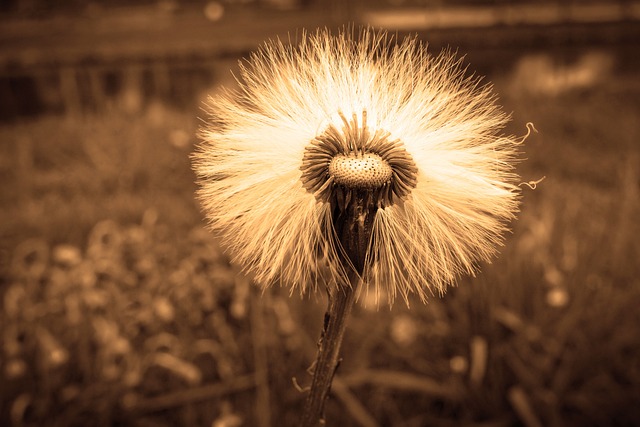 种子的头 泡芙球 Hawksbeard - 上的免费照片