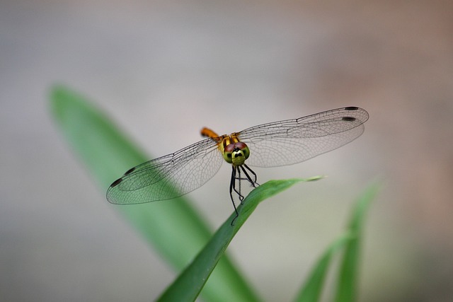 Anisoptera 昆虫 翼 - 上的免费照片