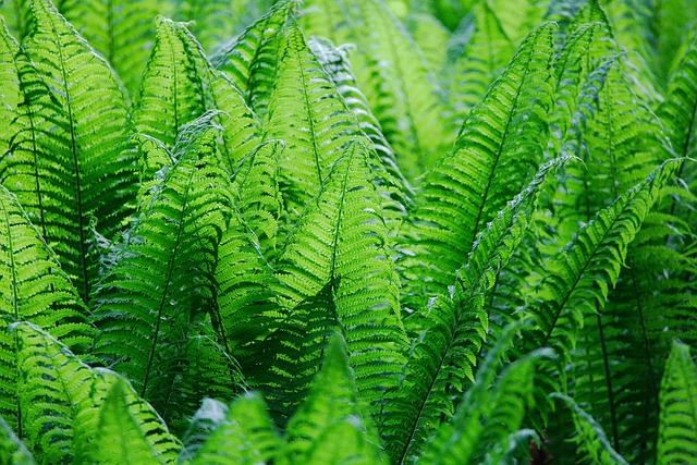 叶子 植物 自然 - 上的免费照片