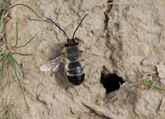 蜜蜂 荒野 挖洞 - 上的免费照片