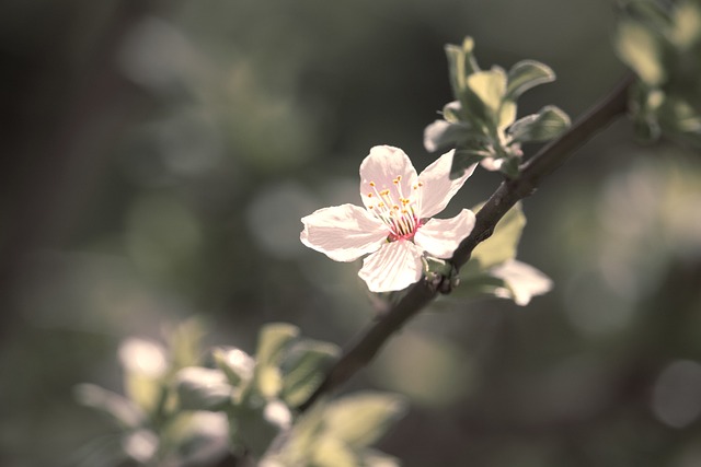 开花 野梅 花 - 上的免费照片