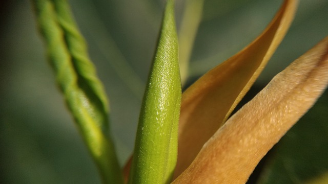 叶子 户外 植物群 - 上的免费照片