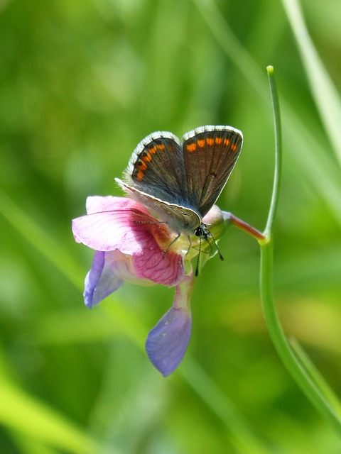 蝴蝶 Aricia Cramera 布鲁内特 - 上的免费照片