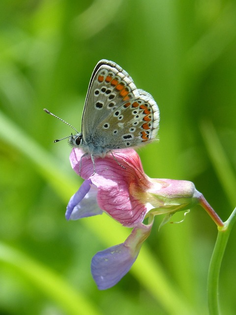蝴蝶 Aricia Cramera 布鲁内特 - 上的免费照片