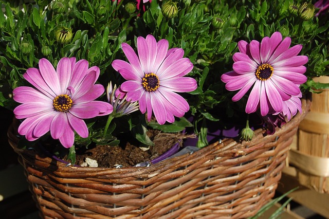 Osteospermum, 非洲雏菊 篮子 - 上的免费照片