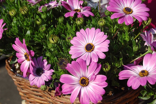 Osteospermum, 非洲雏菊 自然 - 上的免费照片