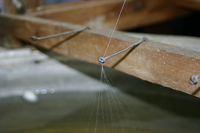 螺纹丝 蚕 线蜘蛛 - 上的免费照片