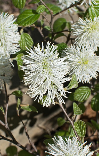 Fothergilla 女巫-阿尔德 野花 - 上的免费照片