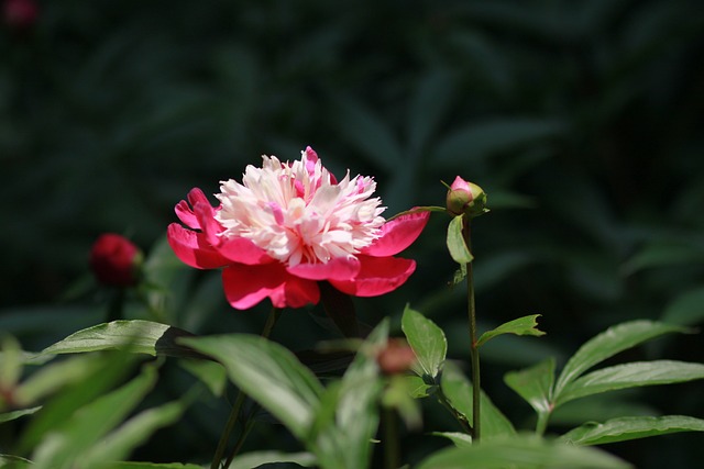 大自然 植物 花 - 上的免费照片