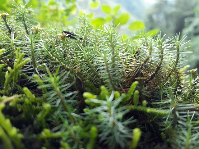 自然 植物 缝针 - 上的免费照片